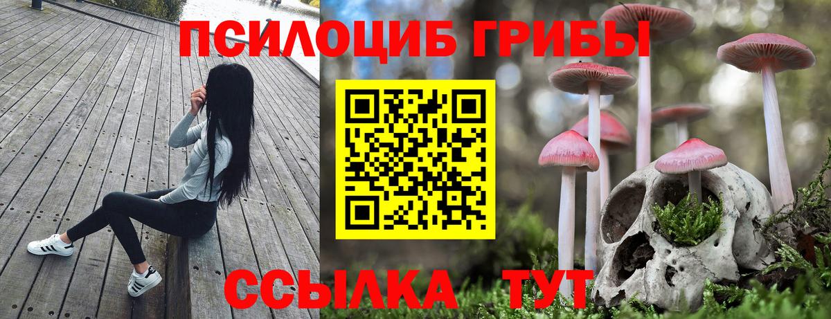 Галлюциногенные грибы Psilocybe Курчатов